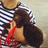 artschoolpoodle